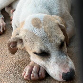 Vale -  Mixed Breed Dog for Adoption in Lake Jackson, Texas - Vale | PetCurious