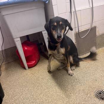 SHEP -  Australian Shepherd and Mixed Breed Dog for Adoption in San Gabriel, California - SHEP | PetCurious