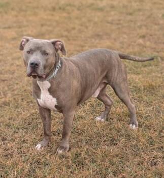 Rescue Pit Bull Terrier and Mixed Breed Dogs for Adoption in Yakima, Washington - Ace | PetCurious