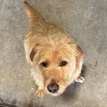 Wirehaired Terrier Dogs Available for Adoption in Birmingham, Alabama - Michael | PetCurious