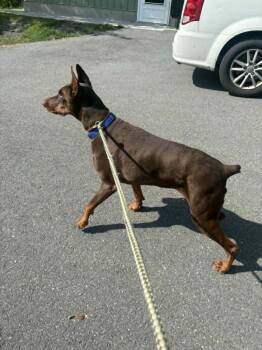 Doberman Pinscher Dogs Available for Adoption in Fleetwood, Pennsylvania - Korona | PetCurious