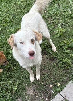 Maisy -  Border Collie Dog for Adoption in Edna, Texas - Maisy | PetCurious