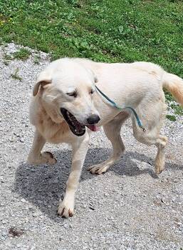 Winston -  Great Pyrenees and Yellow Labrador Retriever Dog for Adoption in Stanton, Kentucky - Winston | PetCurious