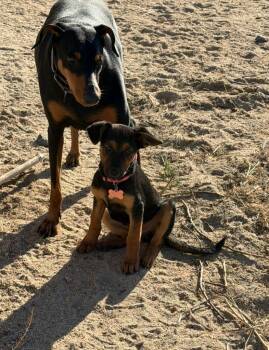Blossom -  Shepherd Dog for Adoption in Twentynine Palms, California - Blossom | PetCurious