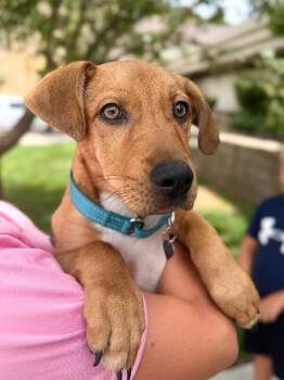 Moss -  Mixed Breed Dog for Adoption in Fruit Heights, Utah - Moss | PetCurious