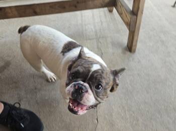 French Bulldog Dogs Available for Adoption in Plano, Texas - Egg | PetCurious