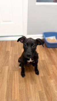 Odin -  Terrier and Hound Dog for Adoption in Lovingston, Virginia - Odin | PetCurious