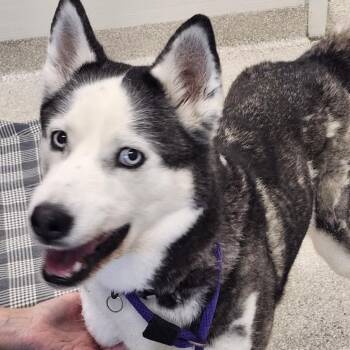 Bella -  Husky and Mixed Breed Dog for Adoption - Bella | PetCurious