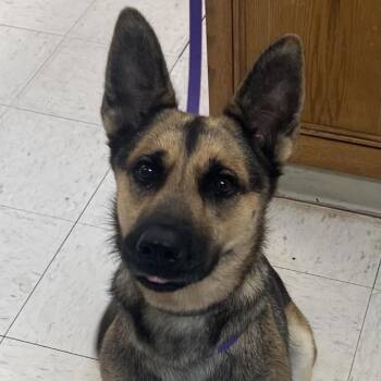 Charlotte -  German Shepherd Dog Dog for Adoption in Jacksonville, Arkansas - Charlotte | PetCurious