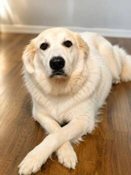 Bella -  Great Pyrenees Dog for Adoption in Houston, Texas - Bella | PetCurious
