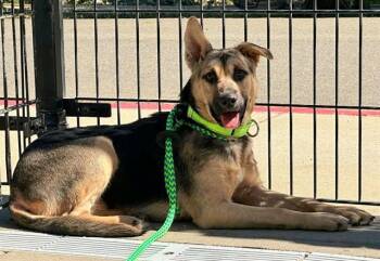 Rescue German Shepherd Dog and Mixed Breed Dogs for Adoption in Sacramento, California - HOPE | PetCurious