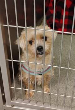 Day-Z -  Mixed Breed Dog for Adoption in Fallston, Maryland - Day-Z | PetCurious