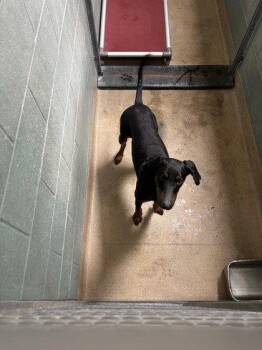 Doberman Pinscher Dogs Available for Adoption in Oakland, California - Lennox | PetCurious