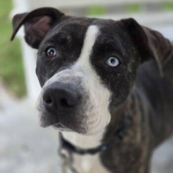 Lane Boots the Snuggly Couch Dog -  Pit Bull Terrier and Labrador Retriever Dog for Adoption in Friendswood, Texas - Lane Boots The Snuggly Couch Dog | PetCurious