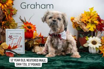 Graham -  Shih Tzu Dog for Adoption in Sevierville, Tennessee - Graham | PetCurious