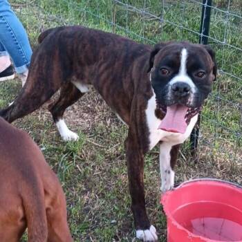 Boxer Dogs Available for Adoption in Gillsville, Georgia - Tito | PetCurious