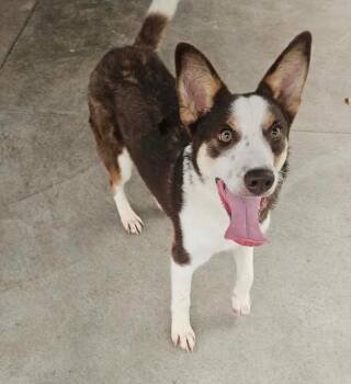 Chase -  Australian Kelpie and Australian Shepherd Dog for Adoption in Valley Park, Oklahoma - Chase | PetCurious