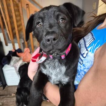 Shepherd Dogs Available for Adoption - 211 (2026) Franny | PetCurious