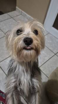 Silky Terrier Dogs Available for Adoption - Lulita  | PetCurious