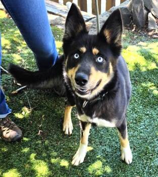 Roxanne -  German Shepherd Dog Dog for Adoption in Phoenix, Oregon - Roxanne | PetCurious