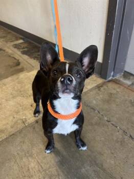 AJAX -  Chihuahua Dog for Adoption in Ontario, California - AJAX | PetCurious