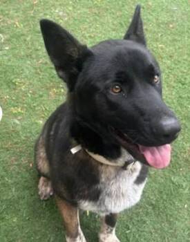 Akita and Mixed Breed Dogs Available for Adoption - A046752 | PetCurious