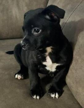 Labrador Retriever and Pit Bull Terrier Dogs Available for Adoption - Wren | PetCurious