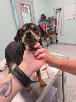 Speck -  Terrier Dog for Adoption in Athens, Tennessee - Speck | PetCurious