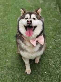 Rescue Husky and Alaskan Malamute Dogs for Adoption in Johns Creek, Georgia - Jelly Bean | PetCurious