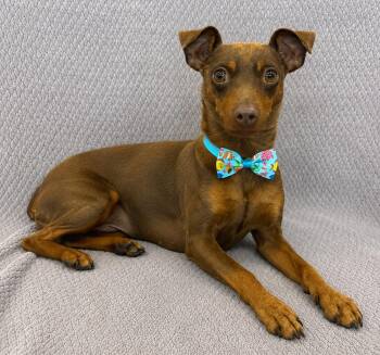 Miniature Pinscher Dogs Available for Adoption in Lodi, California - Rowan | PetCurious