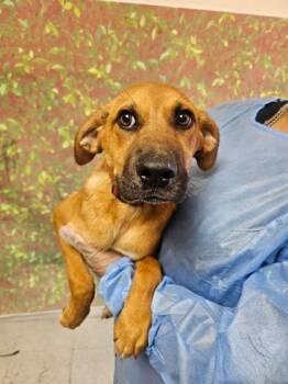 Morty -  Labrador Retriever and Mixed Breed Dog for Adoption in San Antonio, Texas - Morty | PetCurious