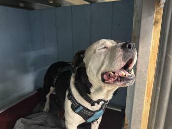 Pit Bull Terrier Dogs Available for Adoption in Bayport, New York - Puma | PetCurious