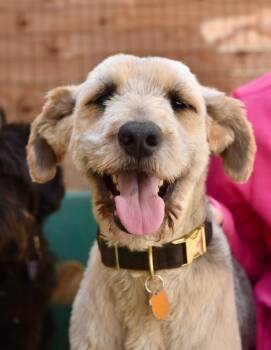 Old English Sheepdog Dogs Available for Adoption in Los Angeles, California - Dougie | PetCurious