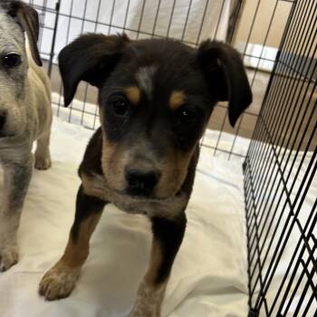 Cattle Dog and Mixed Breed Dogs Available for Adoption in Flagstaff, Arizona - Hermione | PetCurious
