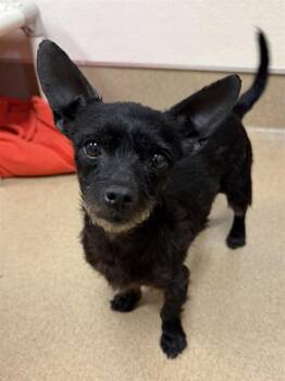 Chihuahua and Cairn Terrier Dogs Available for Adoption in Sacramento, California - MIRIAM | PetCurious