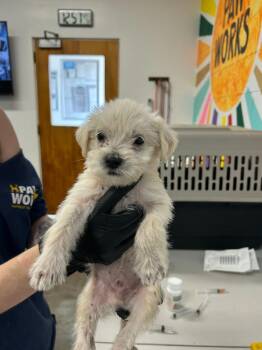 Lasagna -  Mixed Breed Dog for Adoption in Thousand Oaks, California - Lasagna | PetCurious