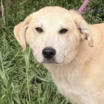 Mixed Breed Dogs Available for Adoption in Madison, Wisconsin - Miguel | PetCurious