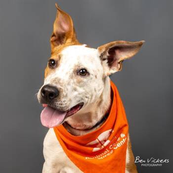 Australian Cattle Dog Blue Heeler and Mixed Breed Dogs Available for Adoption in Albuquerque, New Mexico - MOCHA | PetCurious