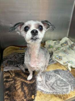 Olive -  Havanese Dog for Adoption in Marion, Ohio - Olive | PetCurious