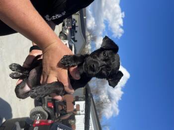 Rescue Australian Cattle Dog Blue Heeler Dogs for Adoption in Dayton, Tennessee - Piggy | PetCurious