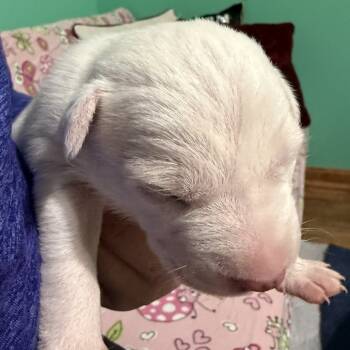 Rescue Mixed Breed and Pit Bull Terrier Dogs for Adoption in Spring Hill, Kansas - Venessa | PetCurious