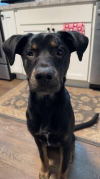 Rottweiler and Labrador Retriever Dogs Available for Adoption in Coldwater, Michigan - Rocky | PetCurious