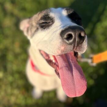 Baby -  Mixed Breed Dog for Adoption in Pittsburgh, Pennsylvania - Baby | PetCurious