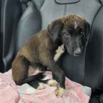 Walter -  Mixed Breed Dog for Adoption in Lexington, Kentucky - Walter | PetCurious