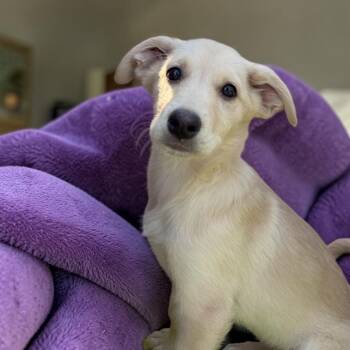 Irish Wolfhound and German Shepherd Dog Dogs Available for Adoption - Diamond | PetCurious