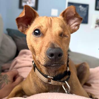 Rufus -  Chihuahua Dog for Adoption - Rufus | PetCurious