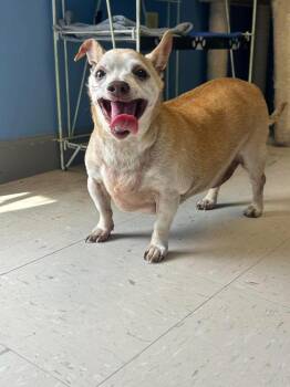 Chico -  Chihuahua Dog for Adoption in Morgantown, Kentucky - Chico | PetCurious