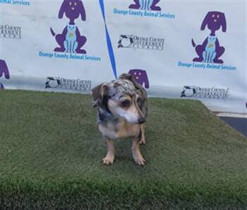 LITTLE SLINKY -  Chihuahua and Dachshund Dog for Adoption in Orlando, Florida - LITTLE SLINKY | PetCurious