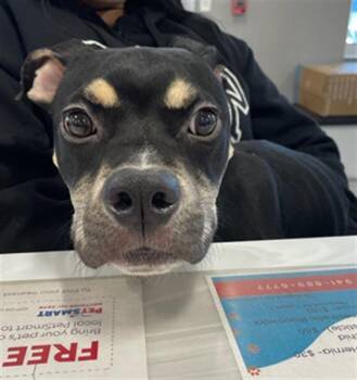 Mixed Breed Dogs Available for Adoption in Palmetto, Florida - BOYD | PetCurious