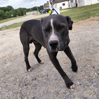 Dagger 7393 -  Pit Bull Terrier Dog for Adoption in Loxahatchee Groves, Florida - Dagger 7393 | PetCurious